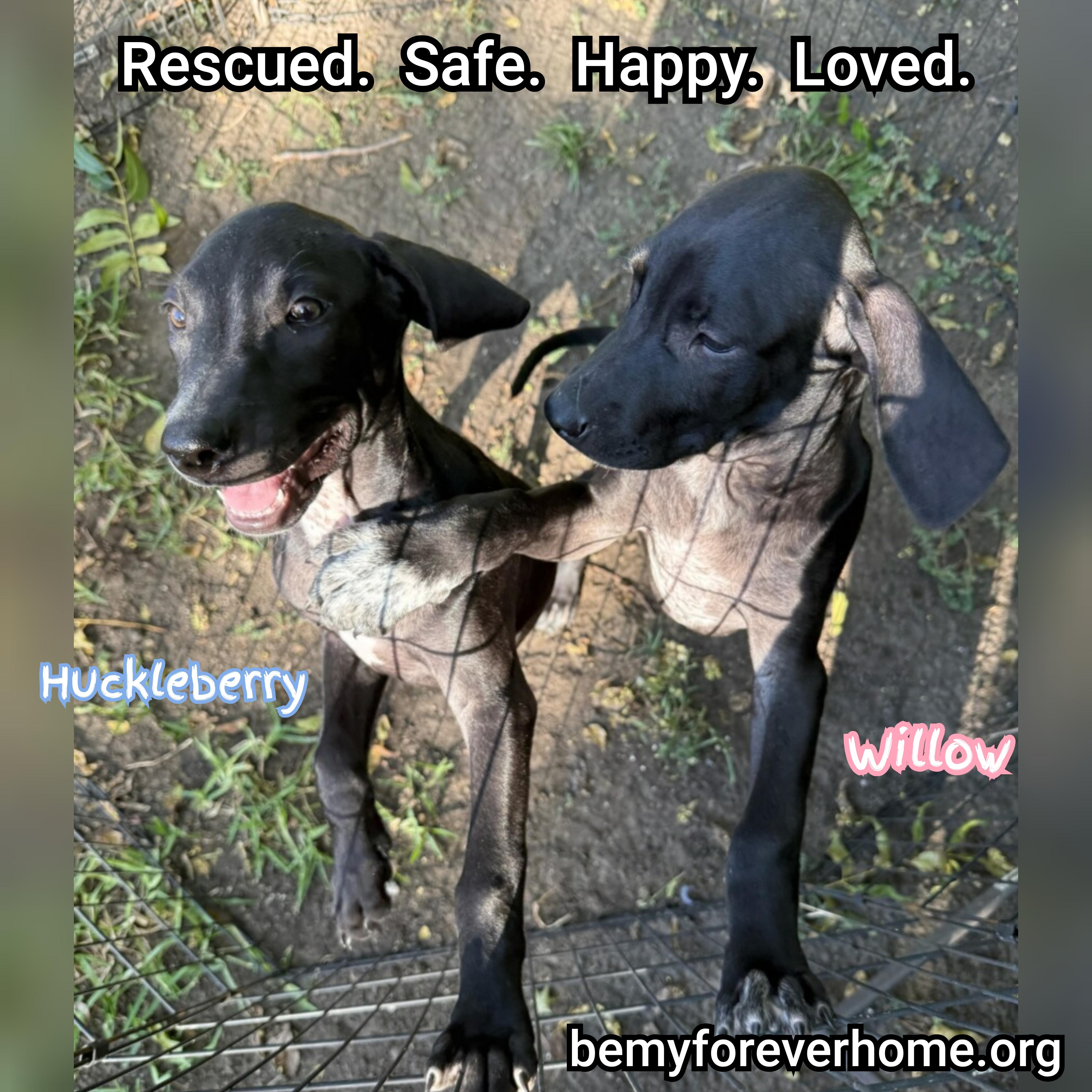 Huckleberry thumbnail 3