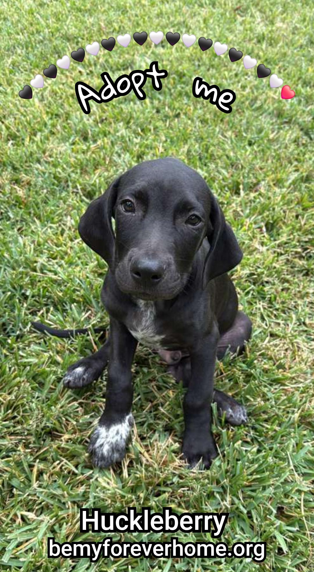 Huckleberry