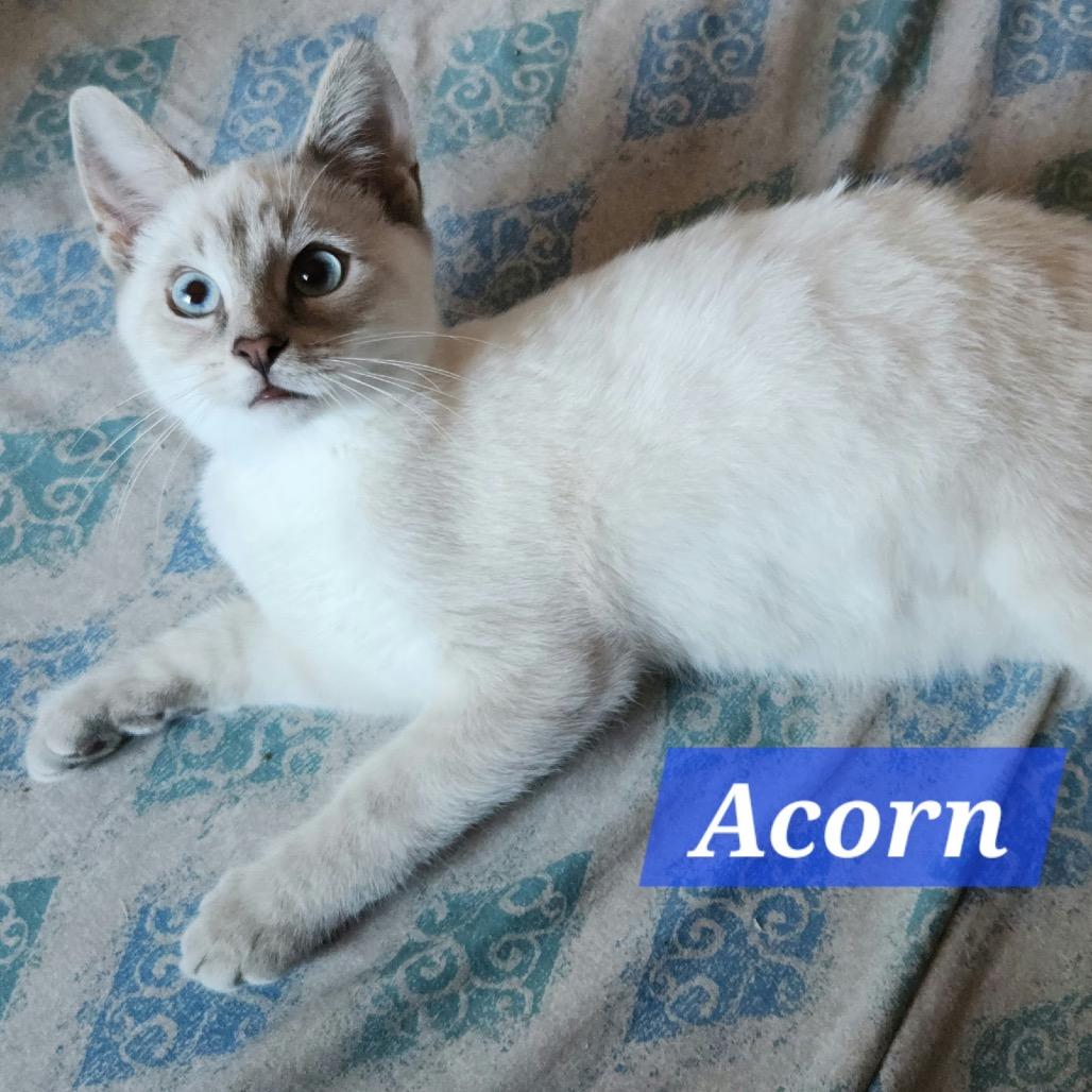 Acorn, Adopted, Kitten Male Domestic Short Hair.