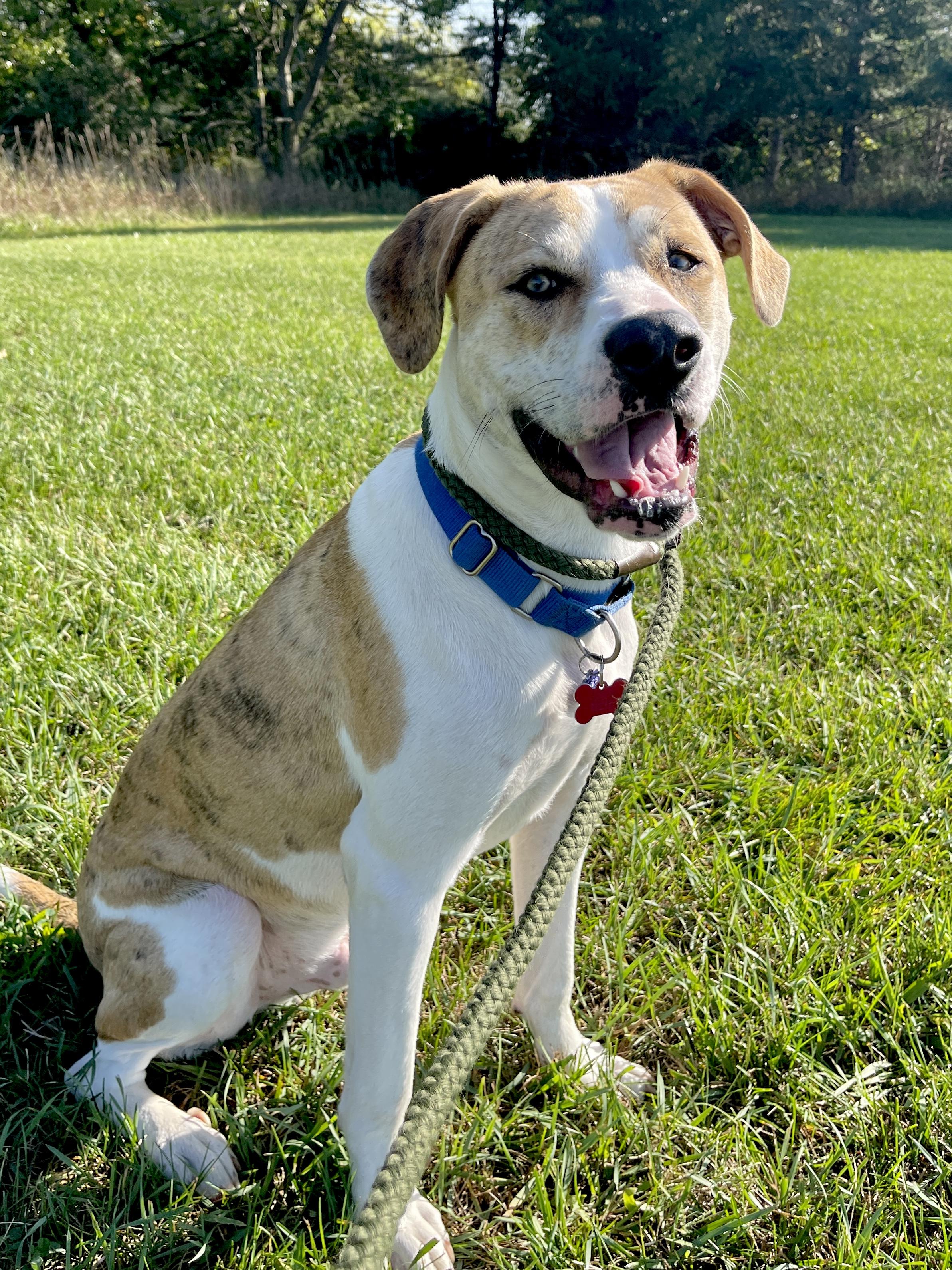Enlarge Franky, a Adoptable mixed breed in Allegan, MI image 4/6