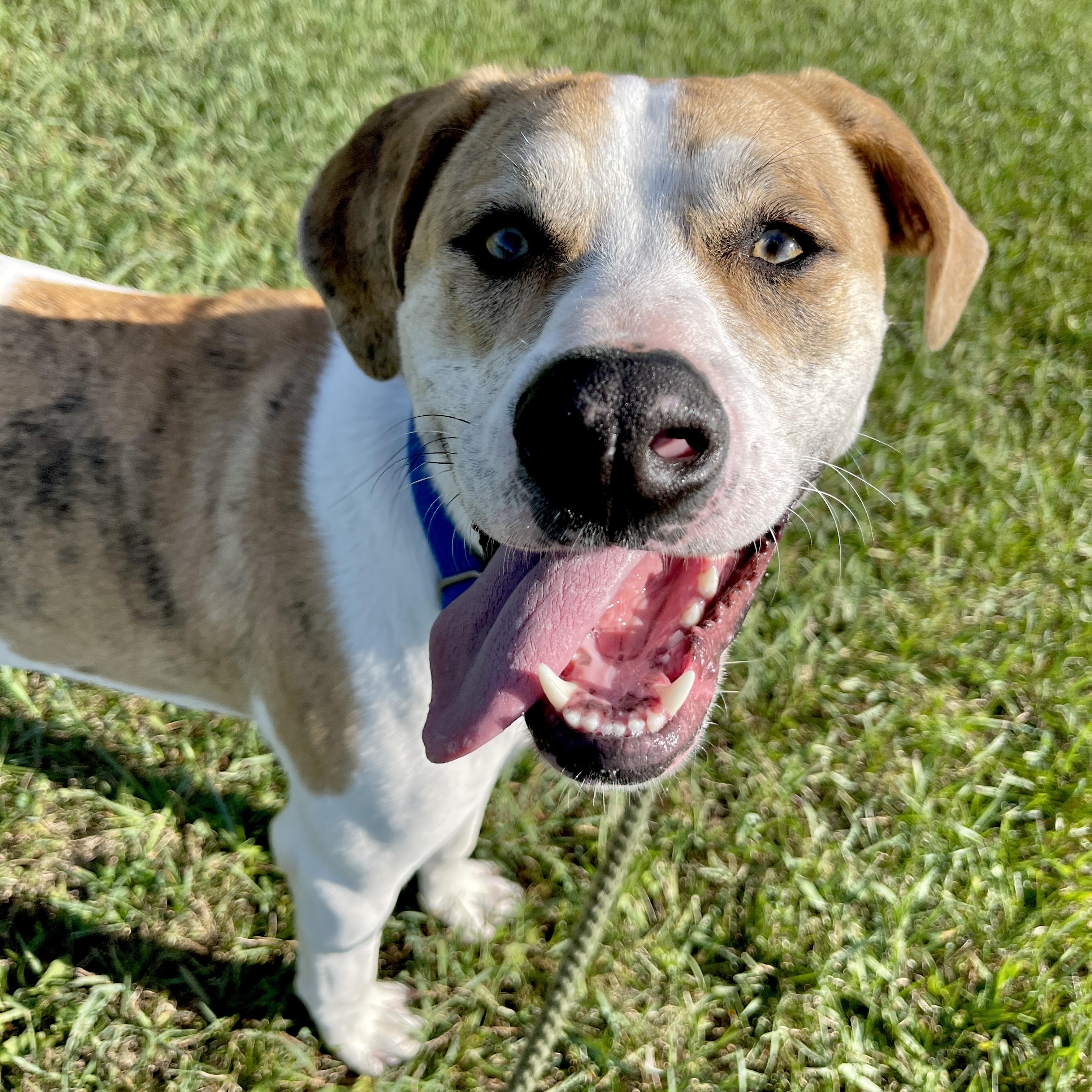 Enlarge Franky, a Adoptable mixed breed in Allegan, MI image 6/6