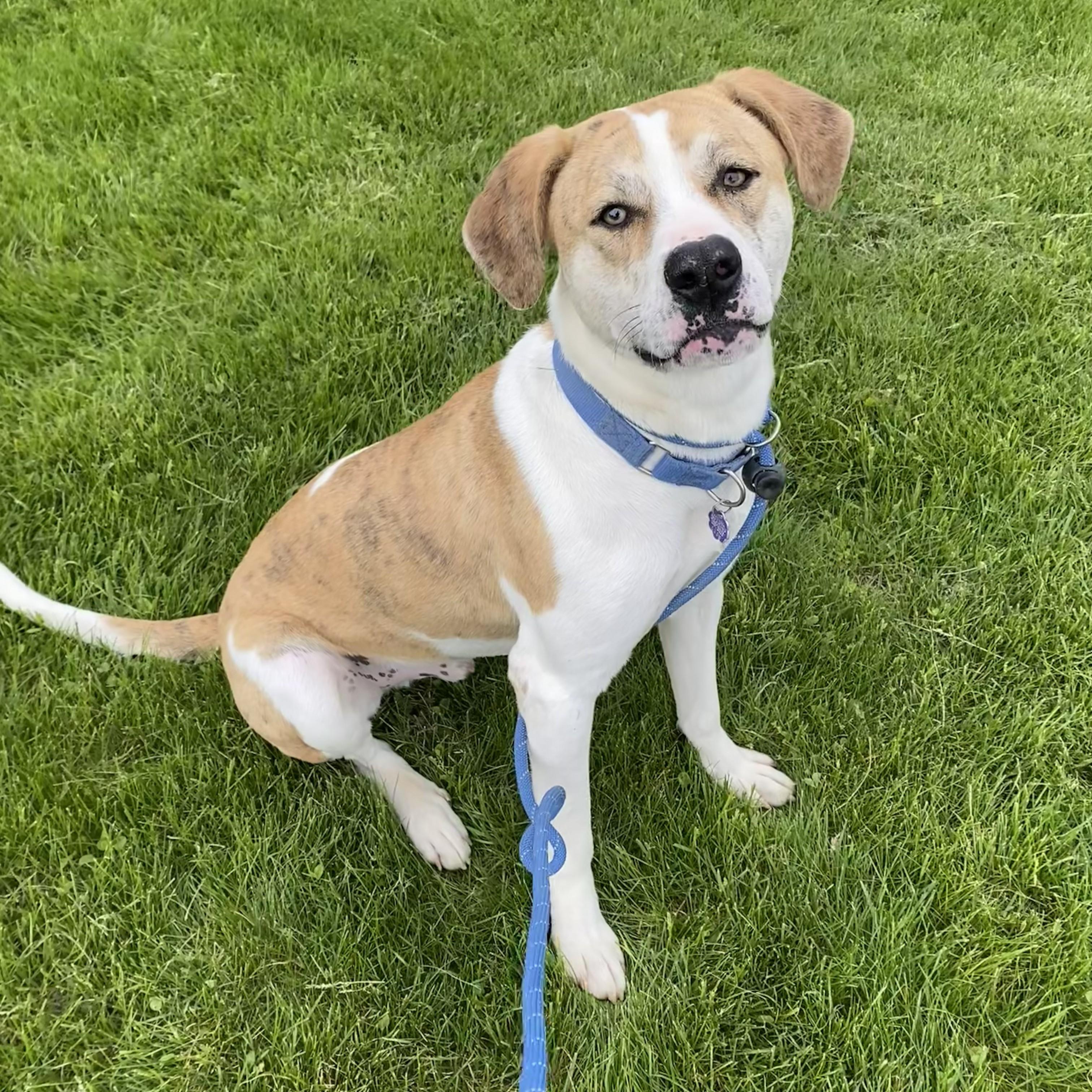 Enlarge Franky, a Adoptable mixed breed in Allegan, MI image 6/6