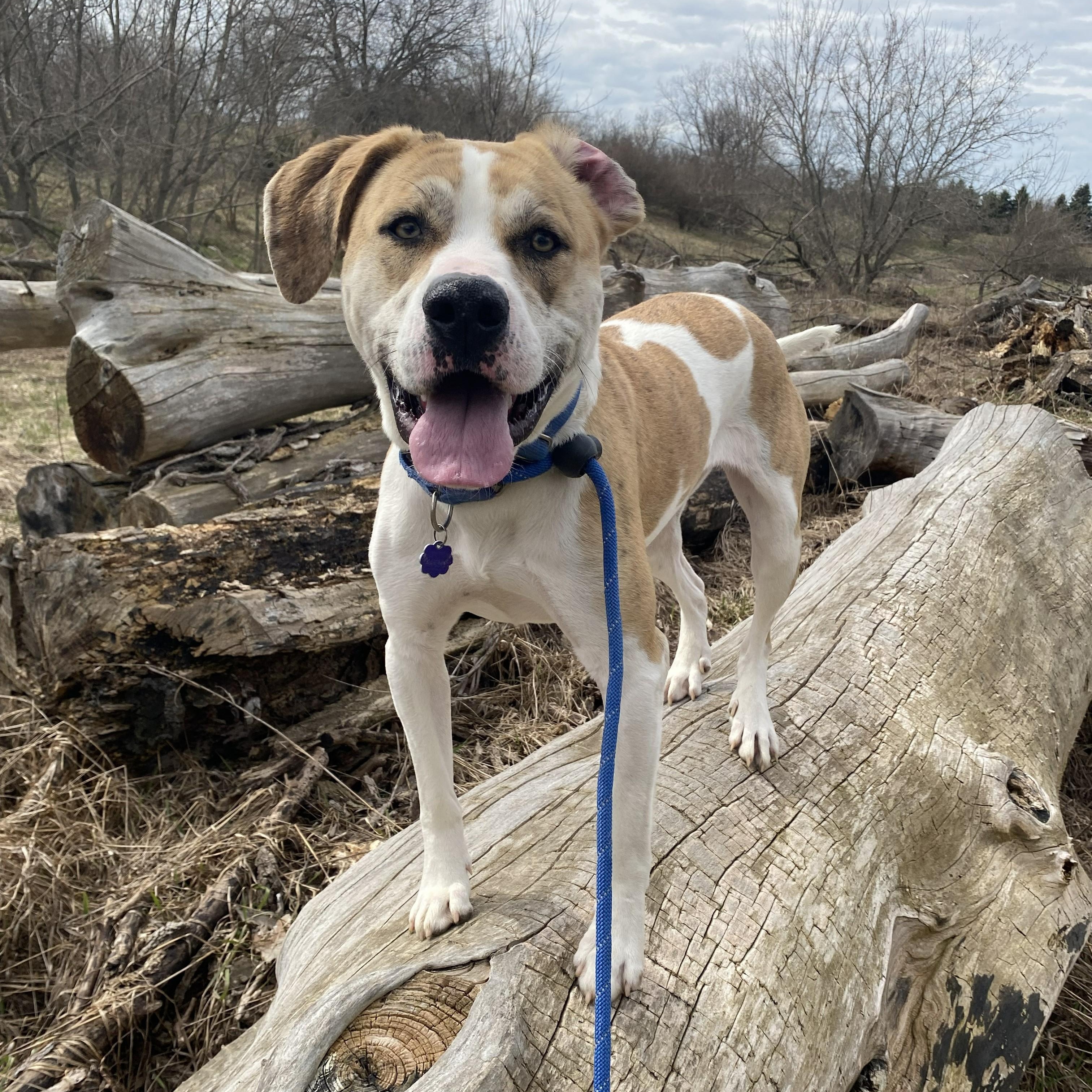 Enlarge Franky, a Adoptable mixed breed in Allegan, MI image 1/6