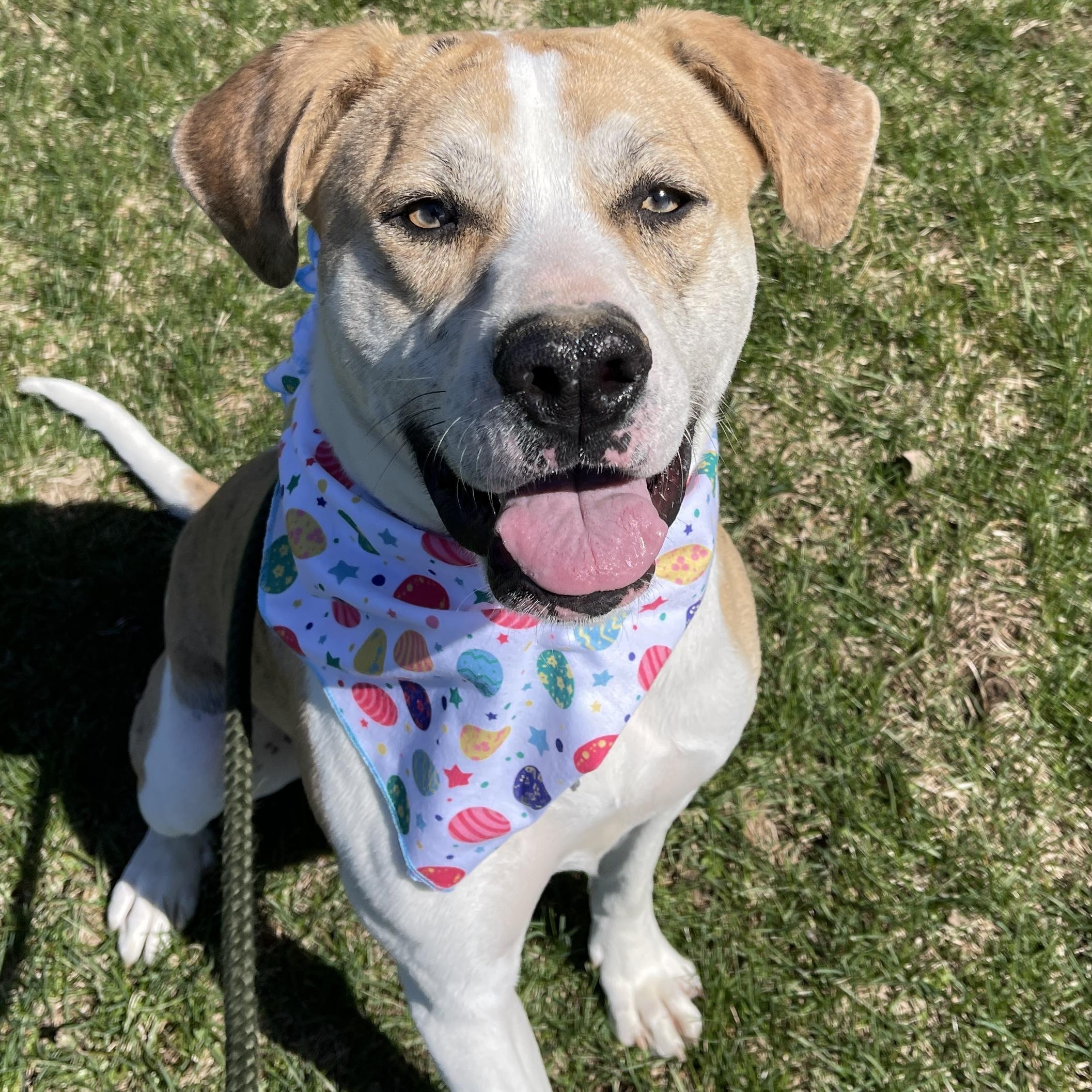 Franky, Adoptable, Adult Male Catahoula Leopard Dog.