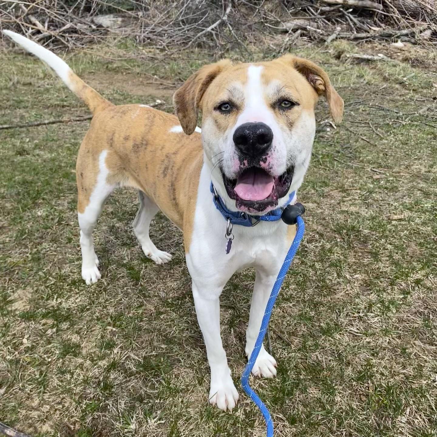 Enlarge Franky, a Adoptable mixed breed in Allegan, MI image 2/6
