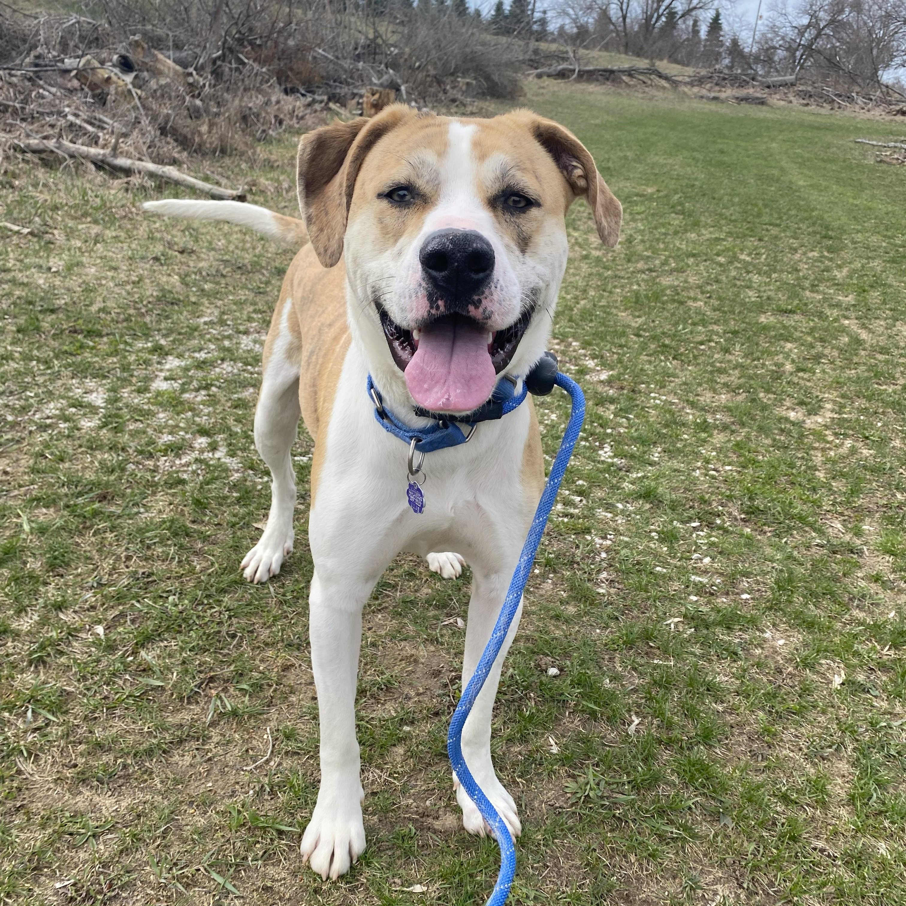 Enlarge Franky, a Adoptable mixed breed in Allegan, MI image 5/6