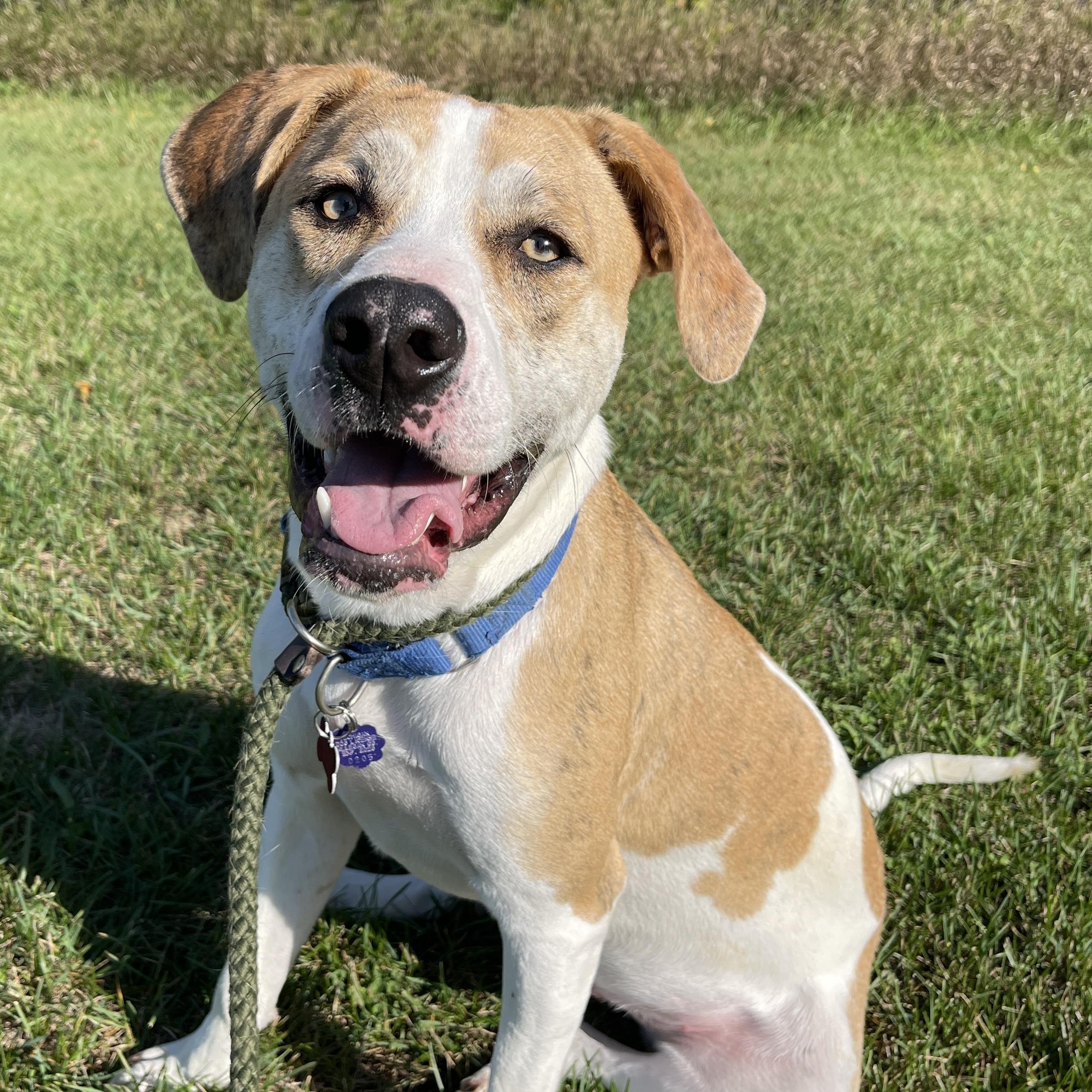 Enlarge Franky, a Adoptable mixed breed in Allegan, MI image 3/6