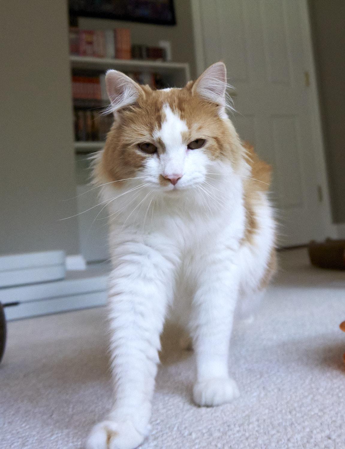 Enlarge Galileo, an adopted Turkish Angora in North Billerica, MA image 2/4