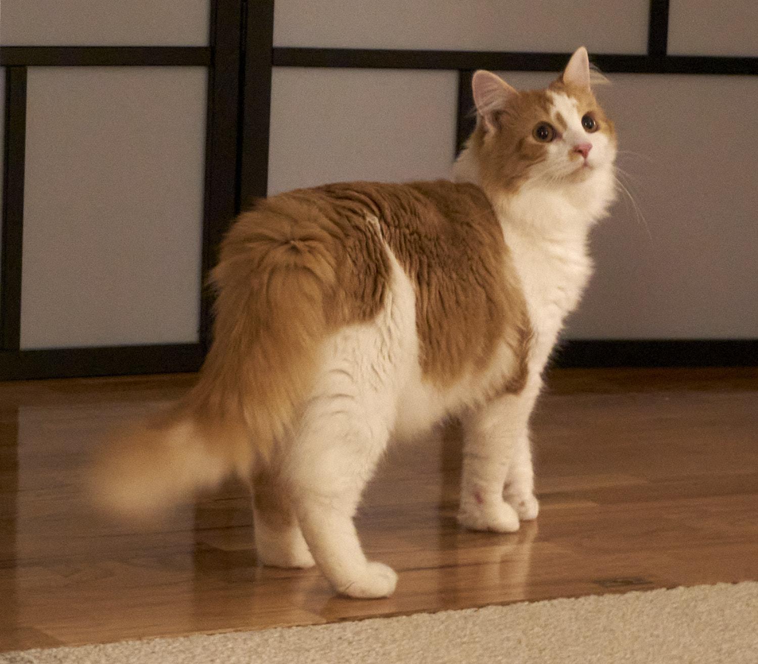 Enlarge Galileo, an adopted Turkish Angora in North Billerica, MA image 3/4