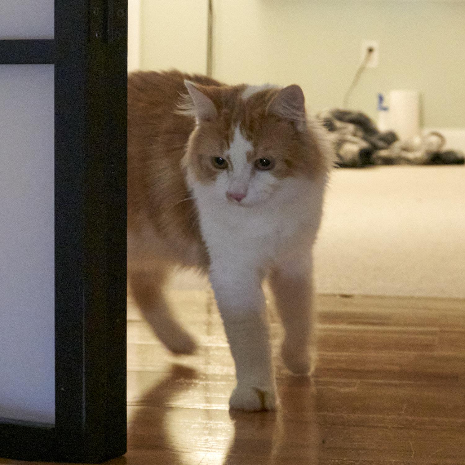 Enlarge Galileo, an adopted Turkish Angora in North Billerica, MA image 4/4