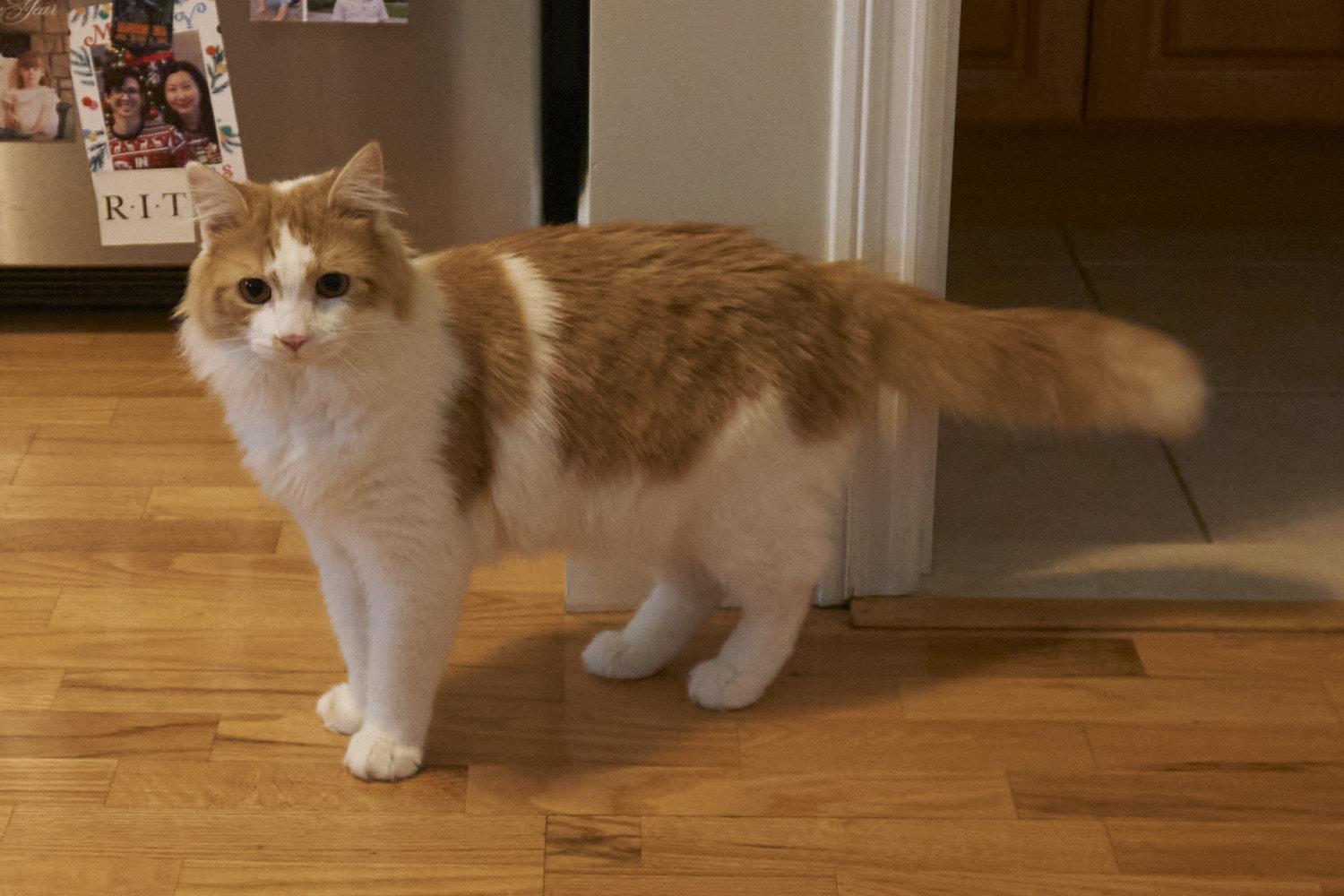 Galileo, adopted, Adult Male Turkish Angora.