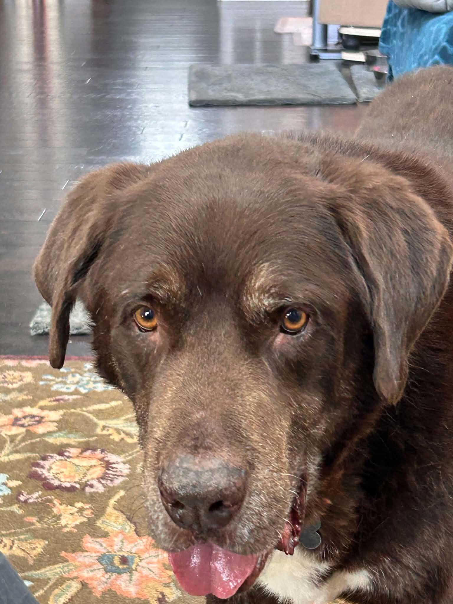 Superman (aka Moose), Adoptable, Adult Male Newfoundland Dog & Mixed Breed.