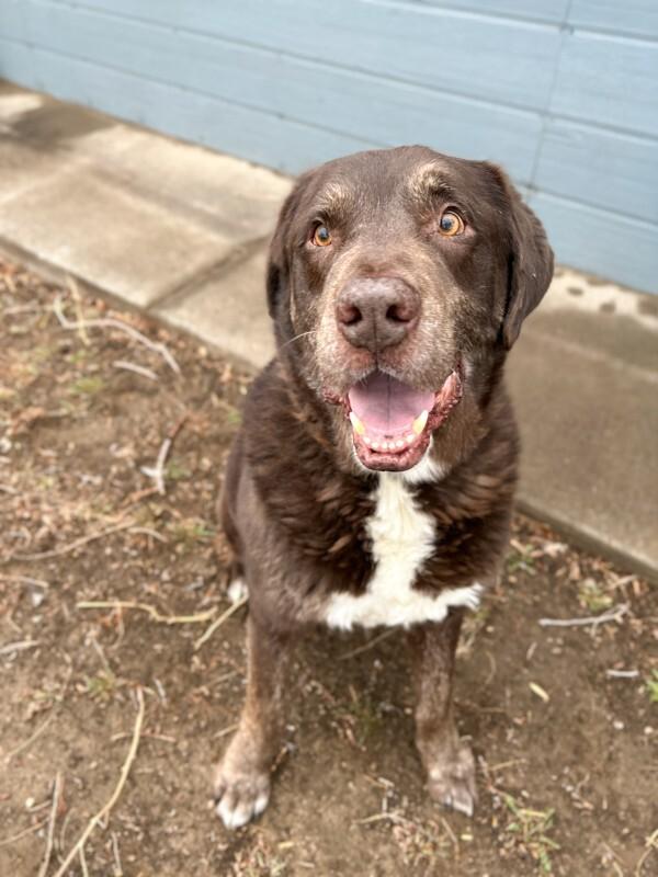 Superman (aka Moose), a Adoptable mixed breed in Windsor, CO image 2/6