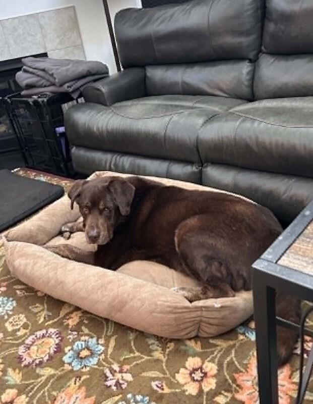 Superman (aka Moose), a Adoptable mixed breed in Windsor, CO image 6/6