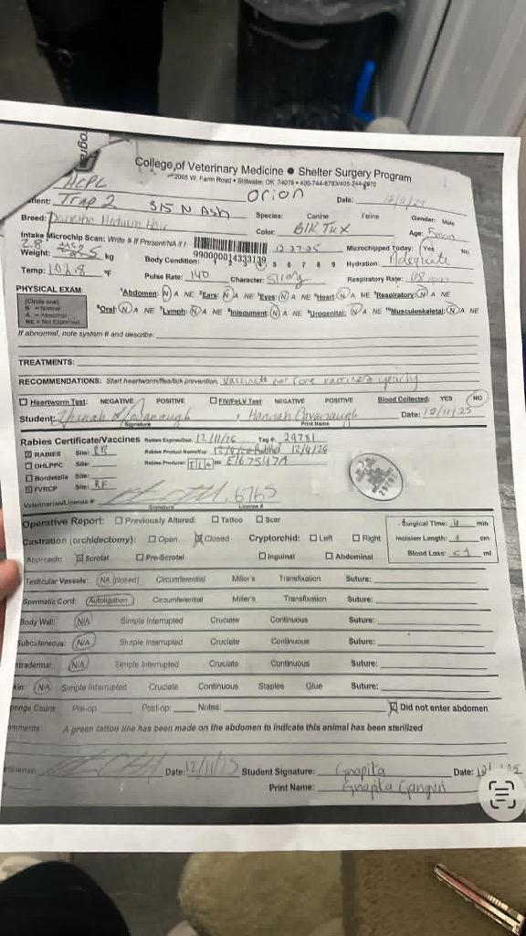 Orion, Adopted, Kitten Male Domestic Medium Hair.