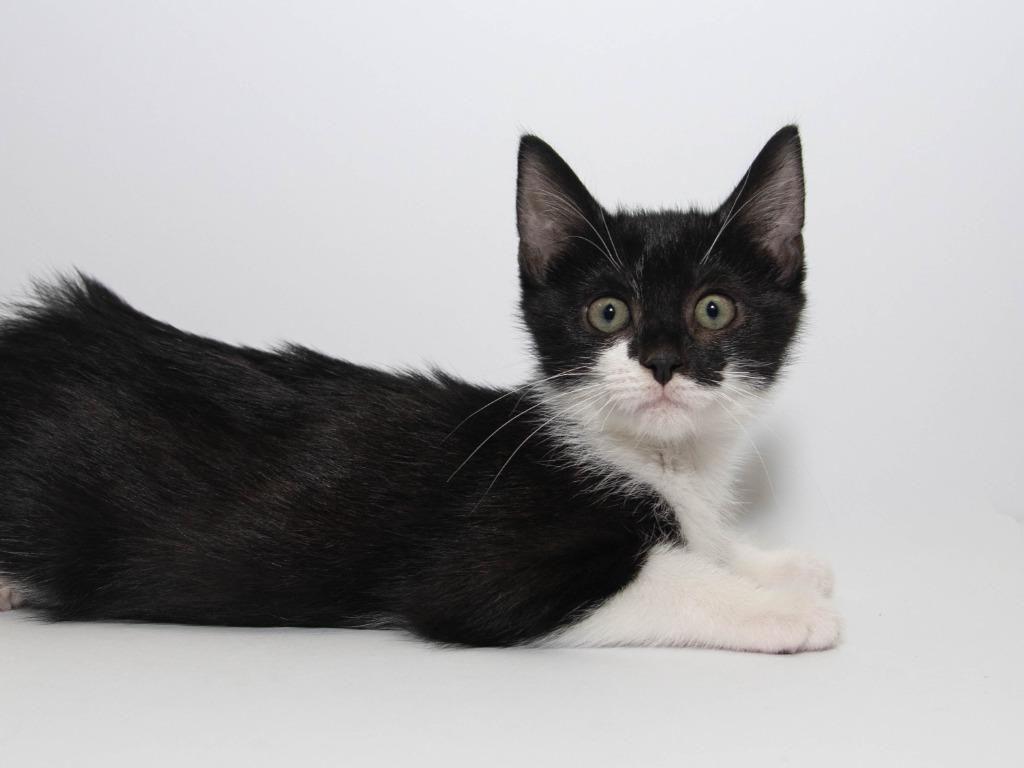 Ida, a Adoptable mixed breed in Lansing, KS image 1/2