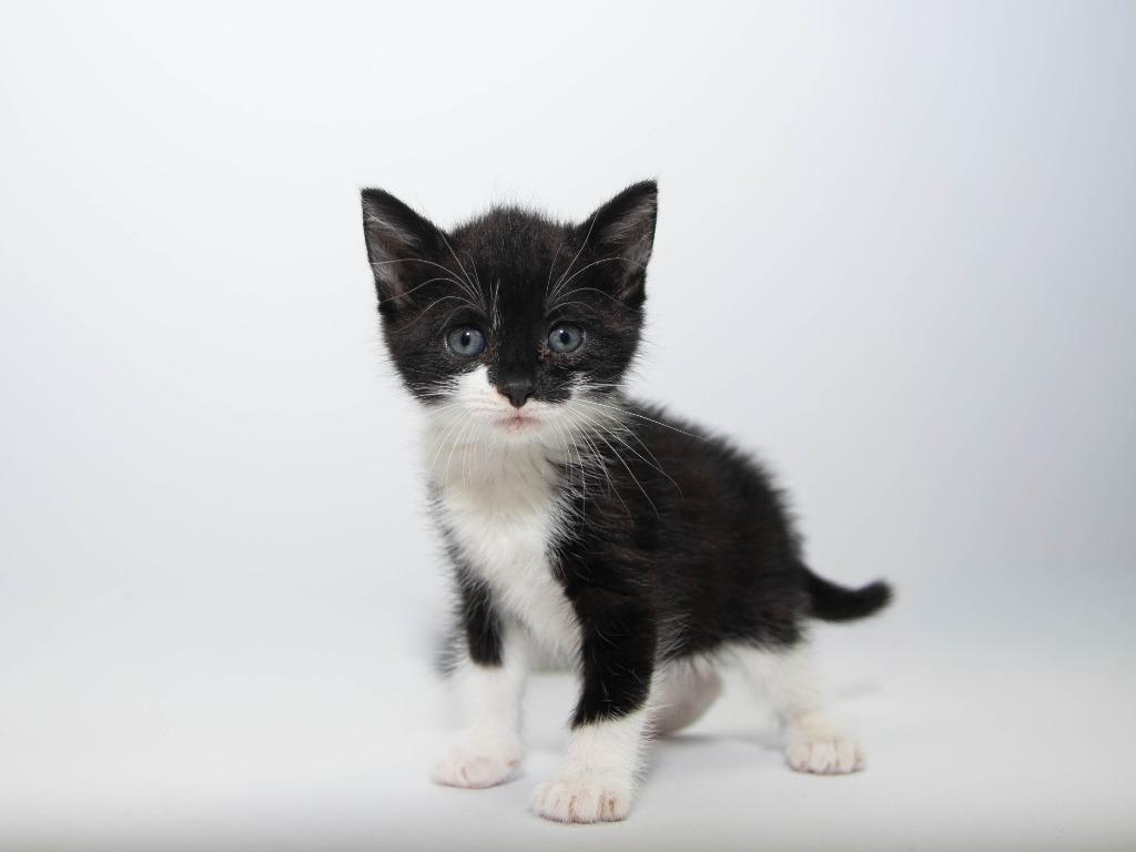 Ida, a Adoptable mixed breed in Lansing, KS image 2/2