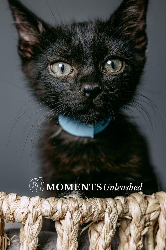 Brady, an adoptable Domestic Short Hair in Myakka City, FL image 6/6