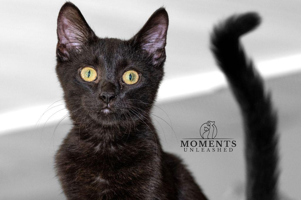 Brady, adoptable, Kitten Male Domestic Short Hair.