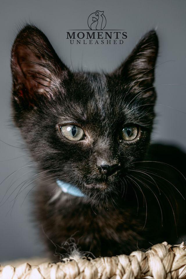 Brady, an adoptable Domestic Short Hair in Myakka City, FL image 5/6