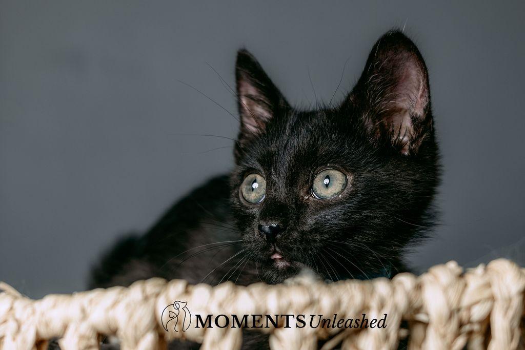 Brady, an adoptable Domestic Short Hair in Myakka City, FL image 3/6