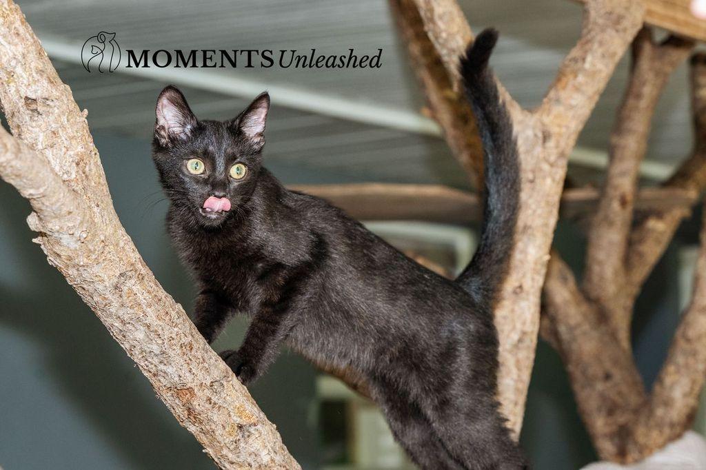 Brady, an adoptable Domestic Short Hair in Myakka City, FL image 4/6
