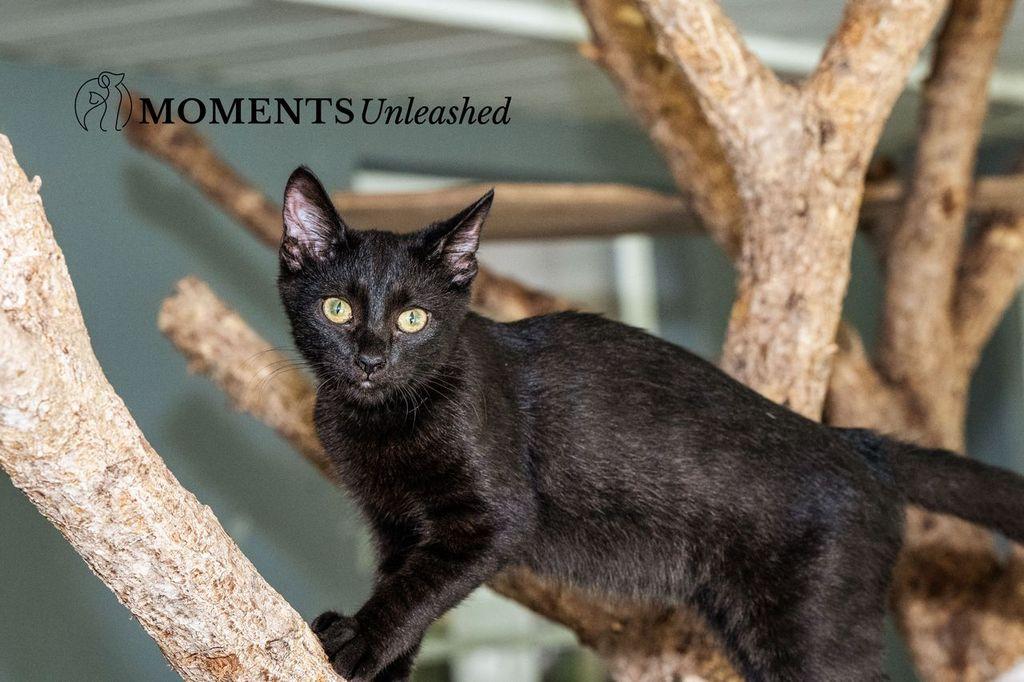 Brady, an adoptable Domestic Short Hair in Myakka City, FL image 2/6