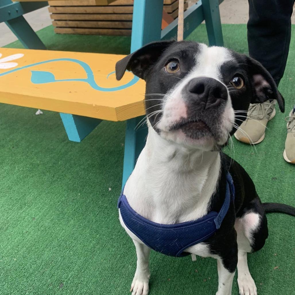 Daisy Mae, Adoptable, Young Female Mixed Breed.