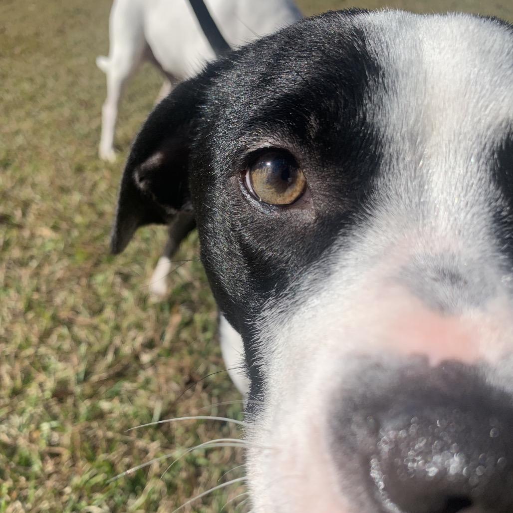 Daisy Mae, a Adoptable Mixed Breed in Savannah, GA image 2/6