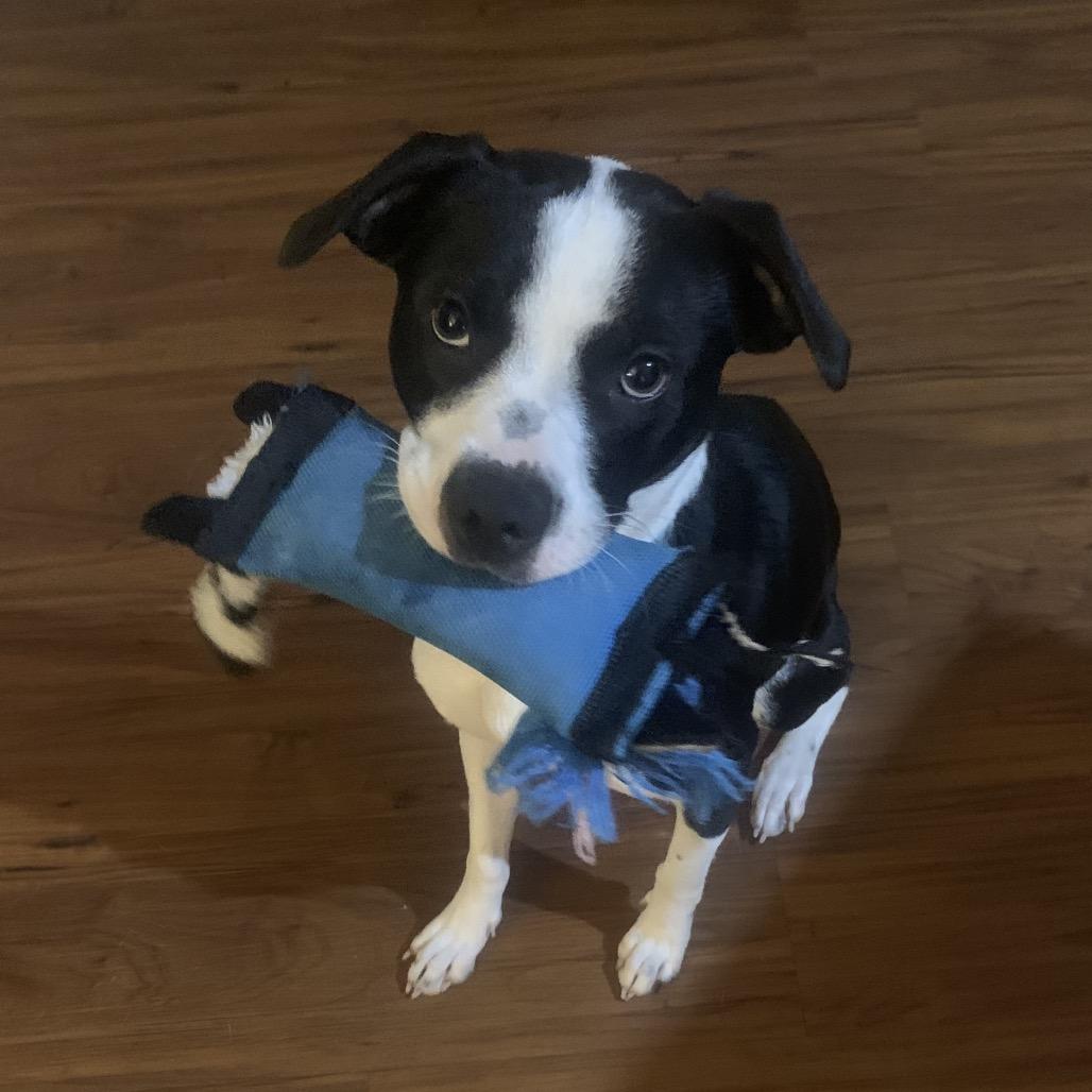 Daisy Mae, a Adoptable Mixed Breed in Savannah, GA image 3/6