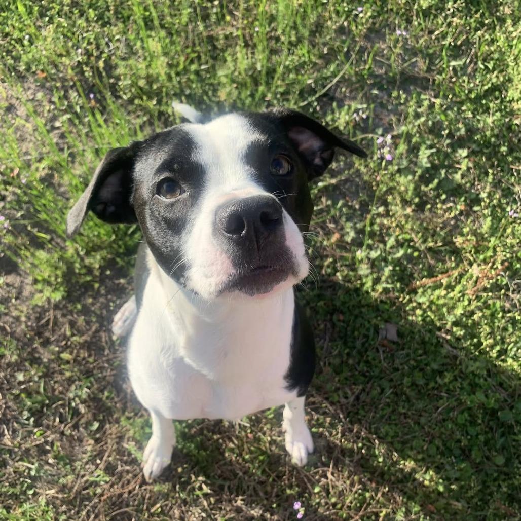 Enlarge Daisy Mae, a Adoptable Mixed Breed in Savannah, GA image 3/6