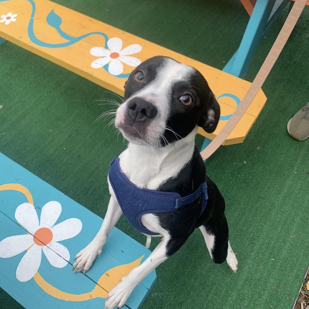 Enlarge Daisy Mae, a Adoptable Mixed Breed in Savannah, GA image 4/6