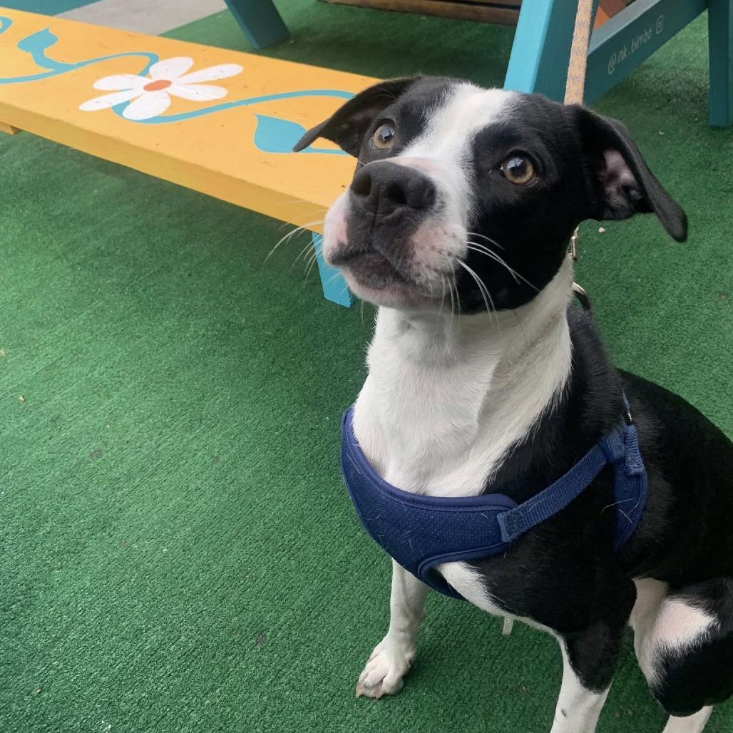 Daisy Mae, a Adoptable Mixed Breed in Savannah, GA image 4/6