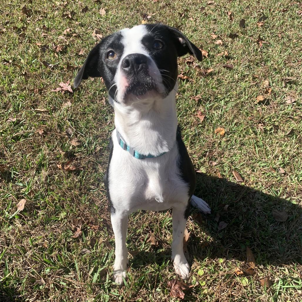 Daisy Mae, a Adoptable Mixed Breed in Savannah, GA image 5/6