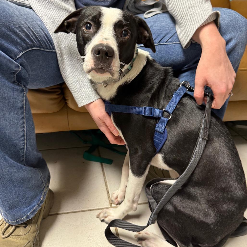 Daisy Mae, a Adoptable Mixed Breed in Savannah, GA image 6/6