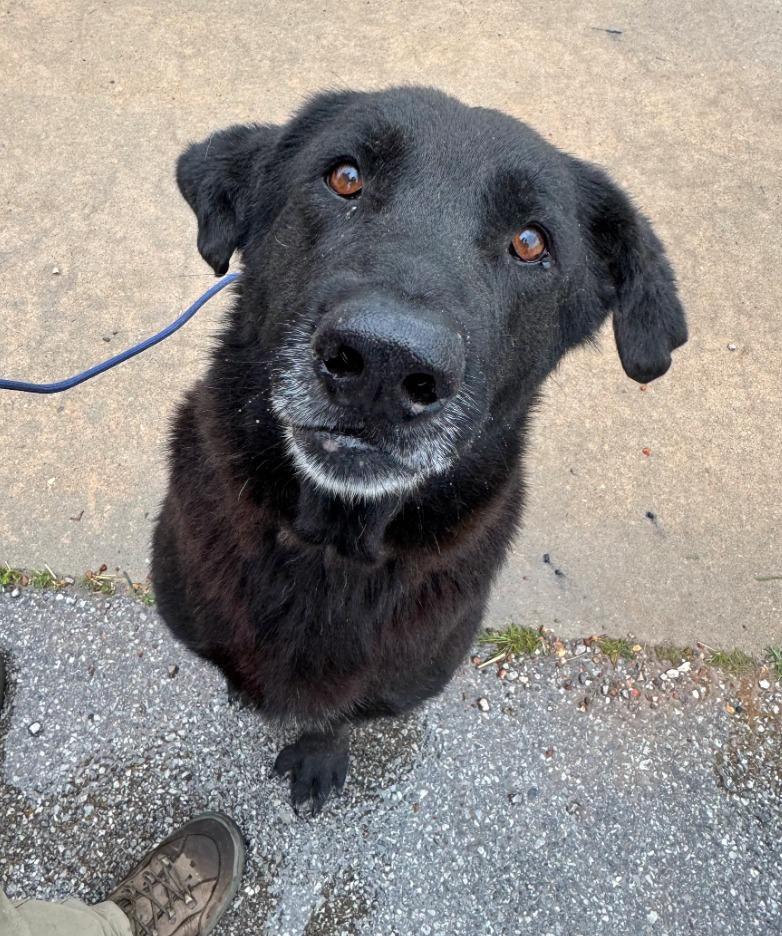Niko, Adoptable, Senior Male Labrador Retriever & Mixed Breed.