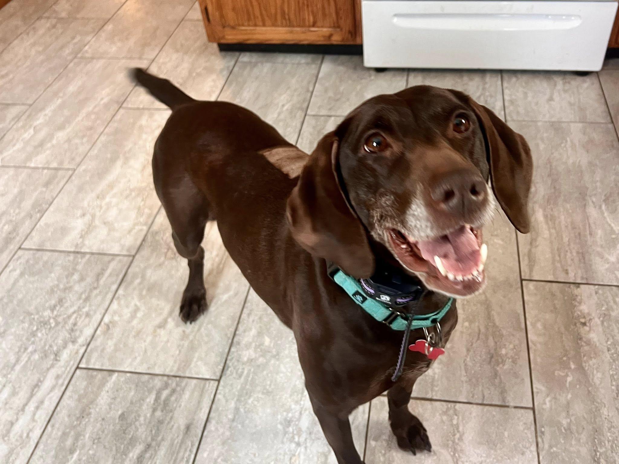 Iris, ADOPTABLE, Adult Female German Shorthaired Pointer.
