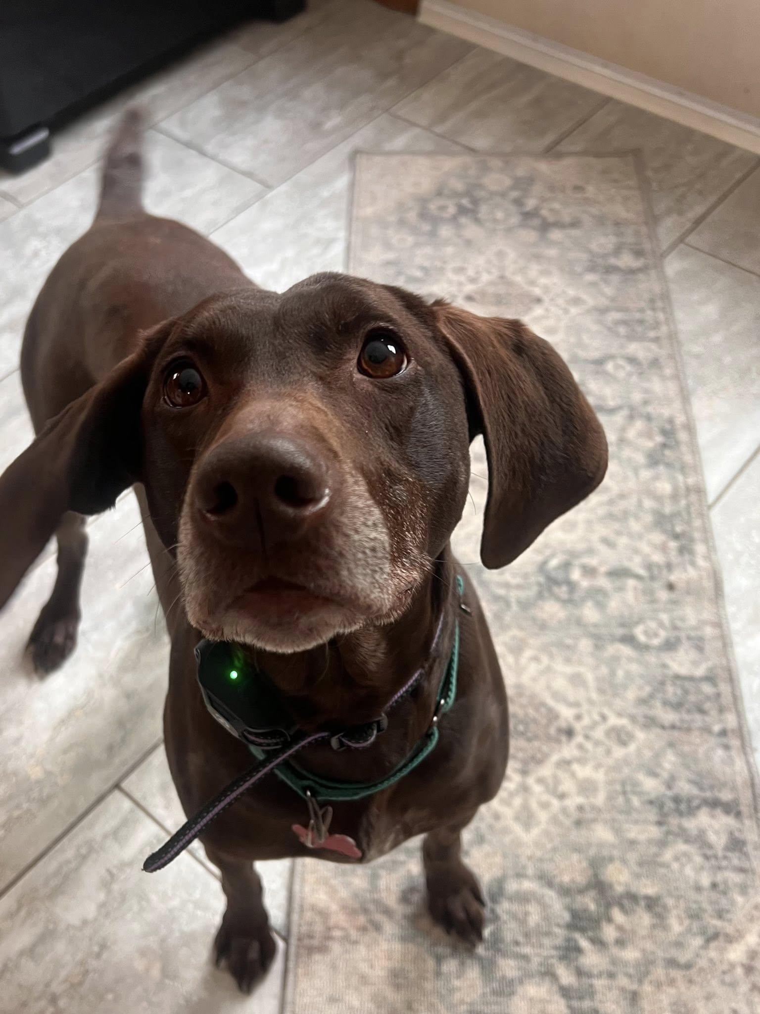 Enlarge Iris, a ADOPTABLE German Shorthaired Pointer in Tewksbury, MA image 2/3