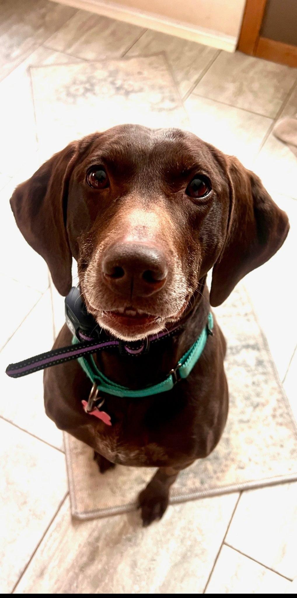 Enlarge Iris, a ADOPTABLE German Shorthaired Pointer in Tewksbury, MA image 3/3