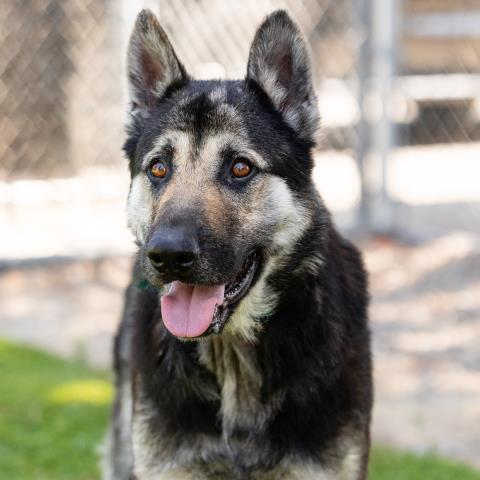 CAPTAIN, Adoptable, Adult Male German Shepherd Dog.