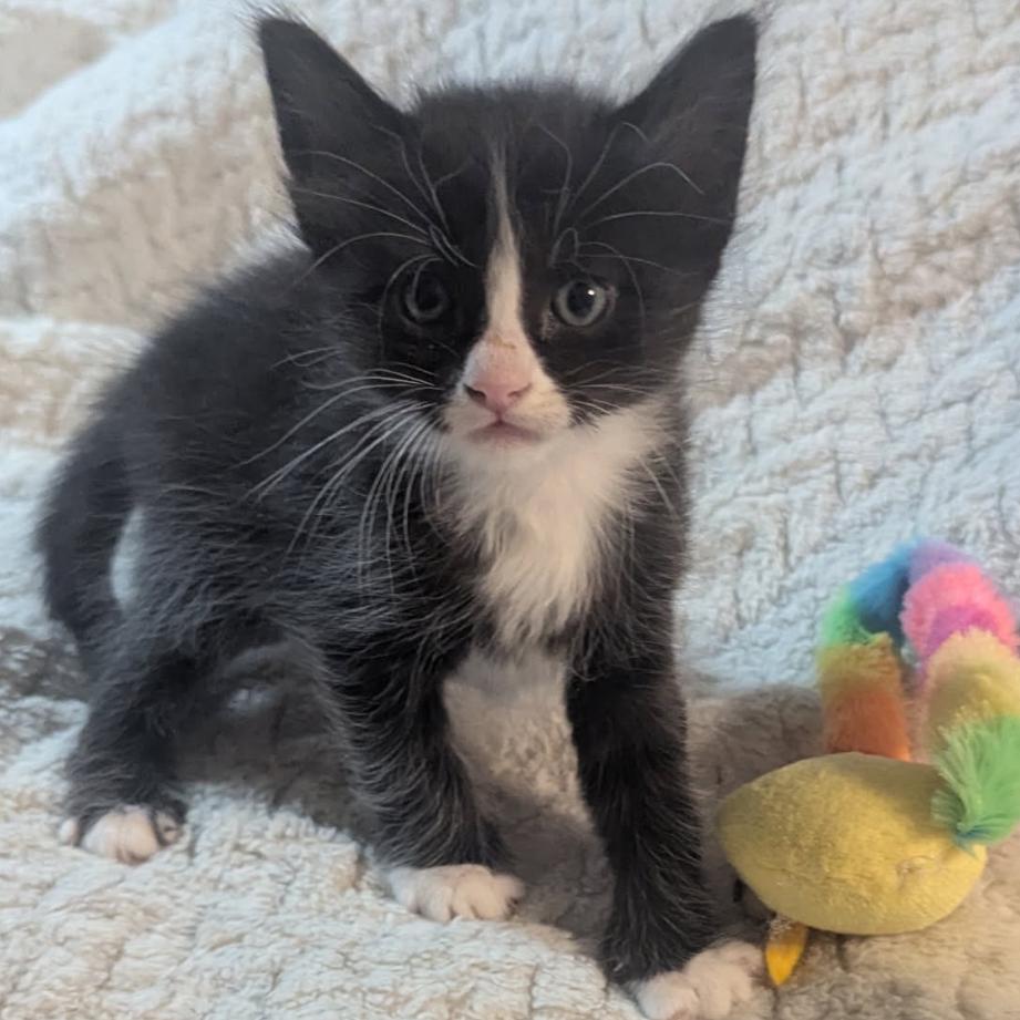 Figaro, a Adoptable Domestic Short Hair in Las Vegas, NV image 2/3