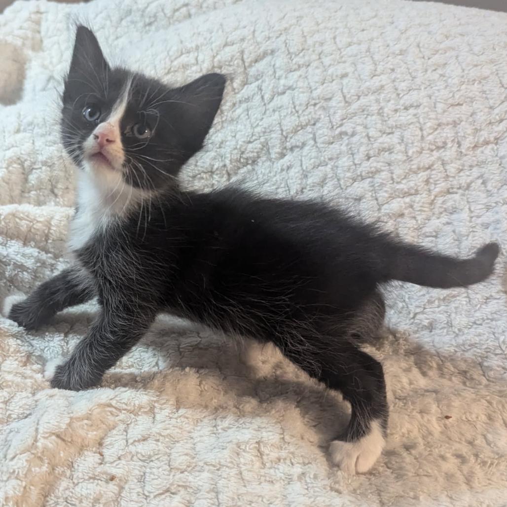 Figaro, a Adoptable Domestic Short Hair in Las Vegas, NV image 3/3