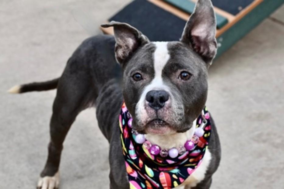 Enlarge CARDI, a ADOPTABLE mixed breed in Huntington, NY image 1/1