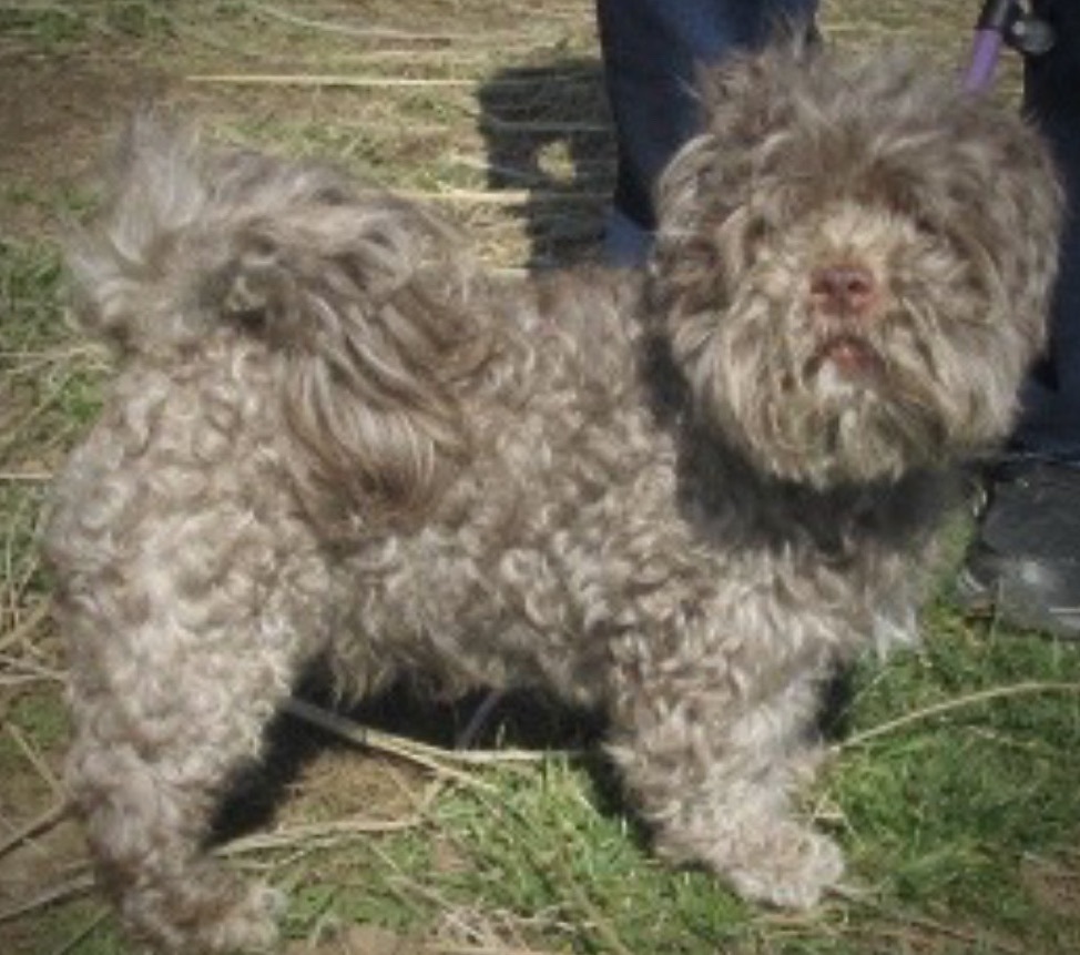 Mr. Sparky Anderson, Adopted, Puppy Male Miniature Poodle & Shih Tzu.