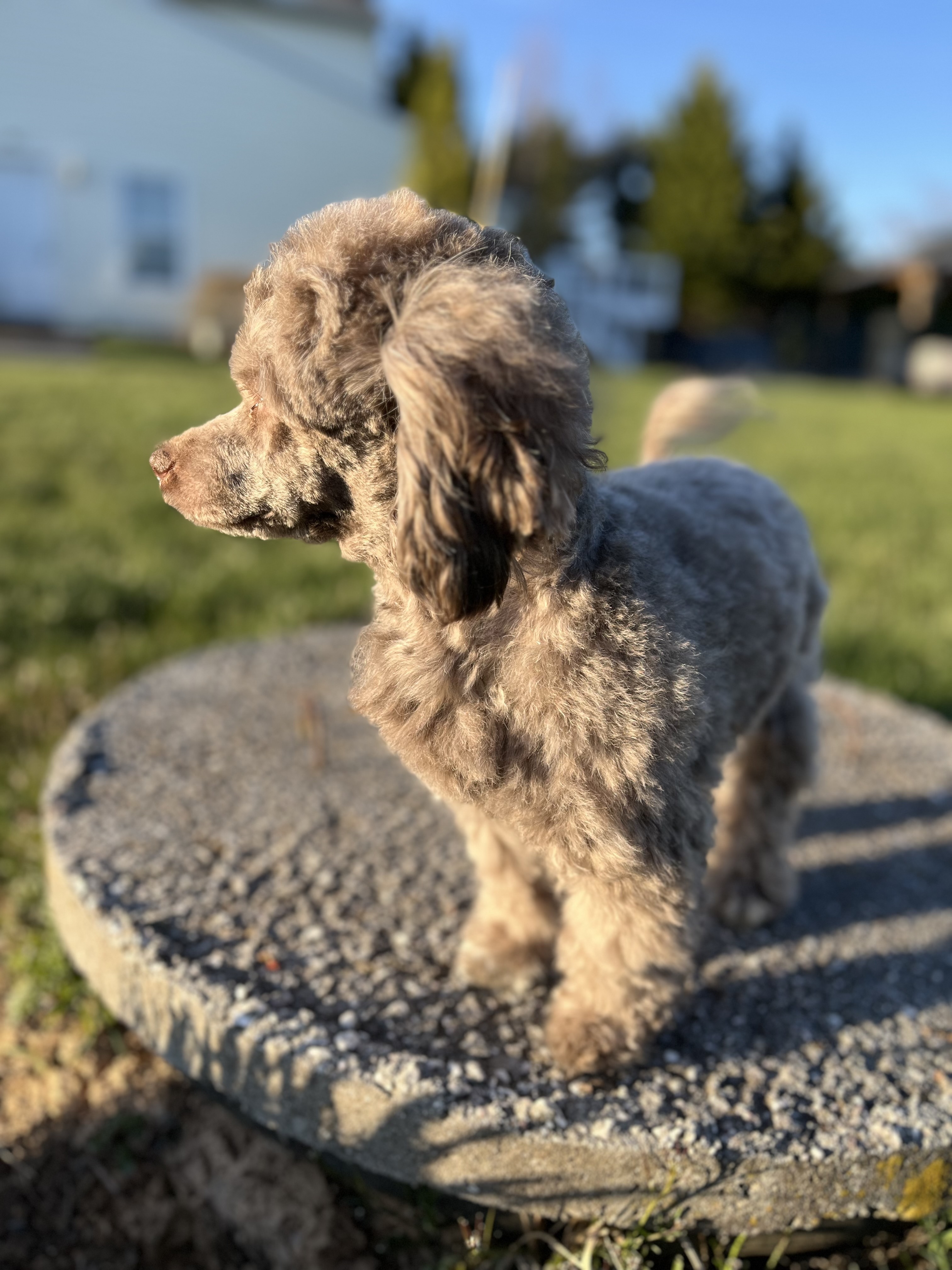 Enlarge Mr. Sparky Anderson, a Adopted mixed breed image 2/6