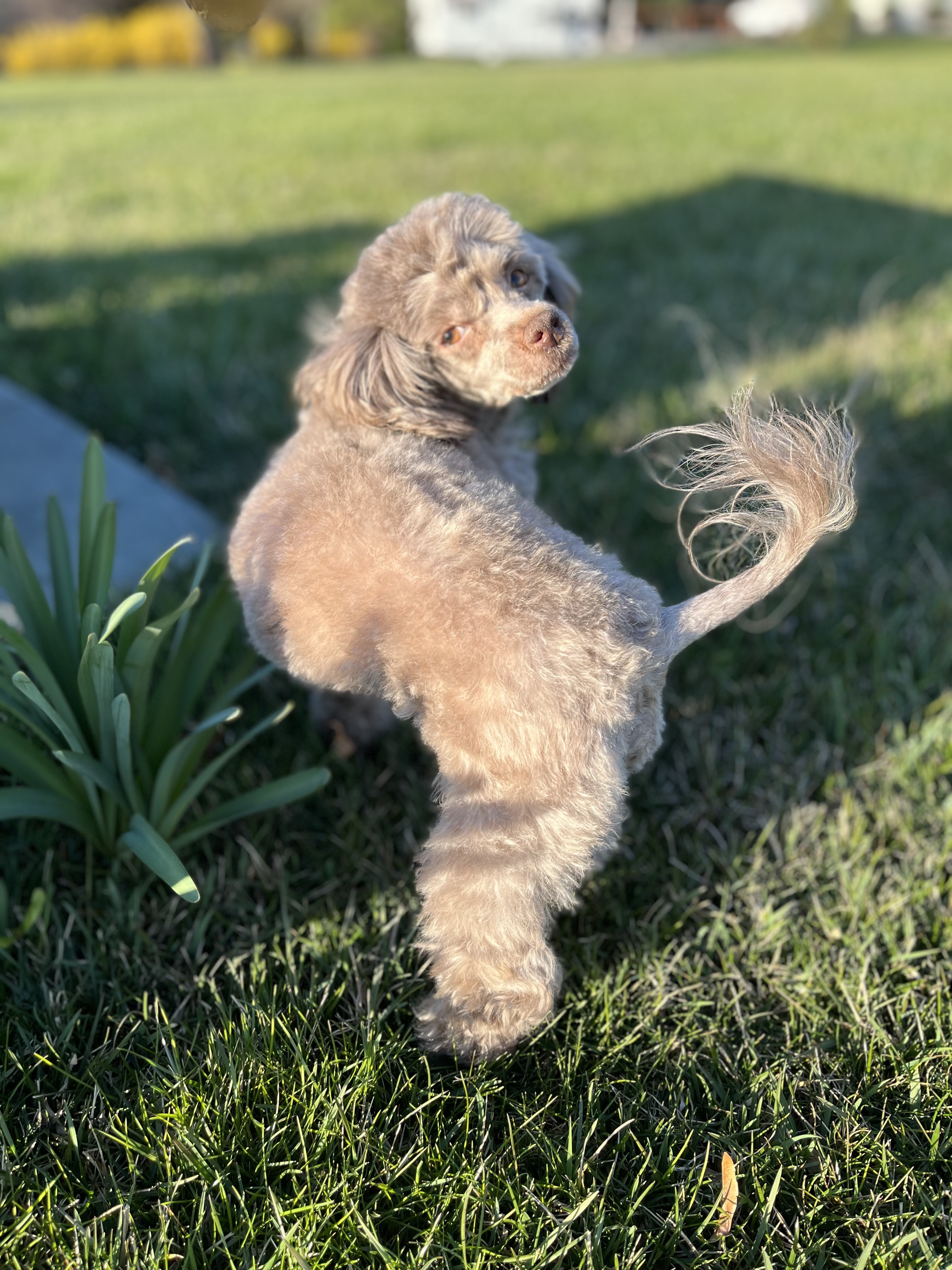 Enlarge Mr. Sparky Anderson, a Adopted mixed breed image 3/6