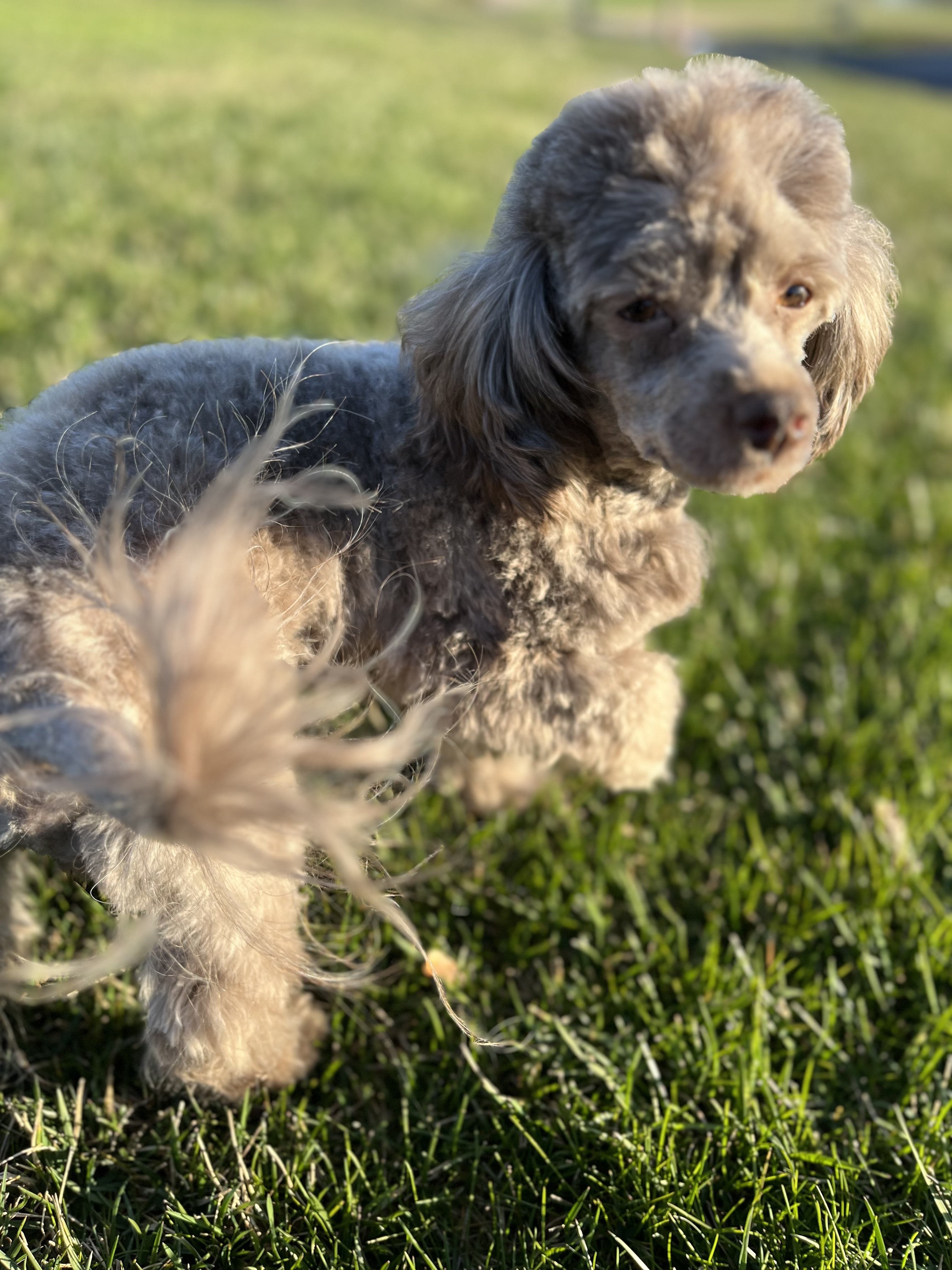 Enlarge Mr. Sparky Anderson, a Adopted mixed breed image 4/6