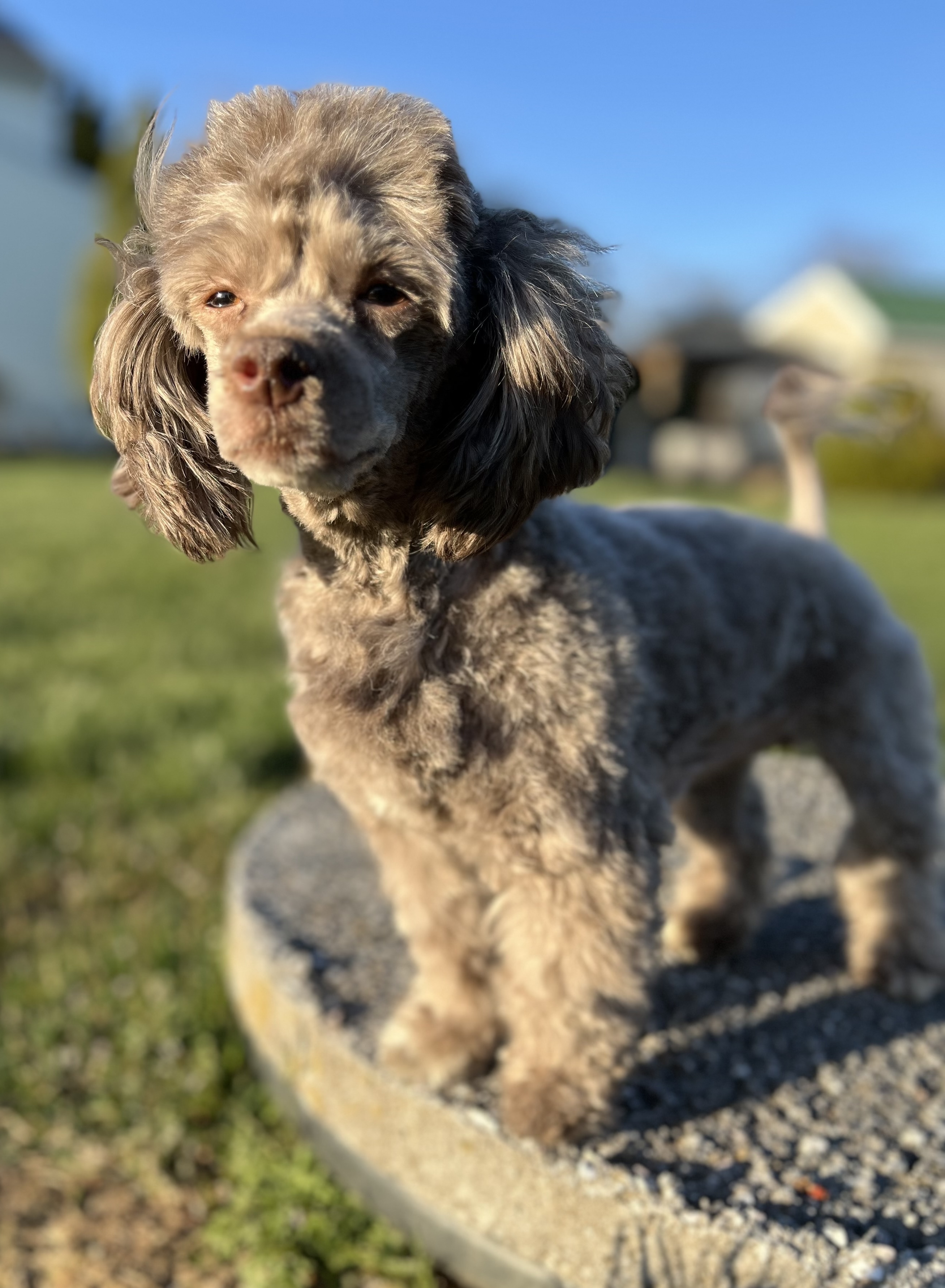 Enlarge Mr. Sparky Anderson, a Adopted mixed breed image 5/6