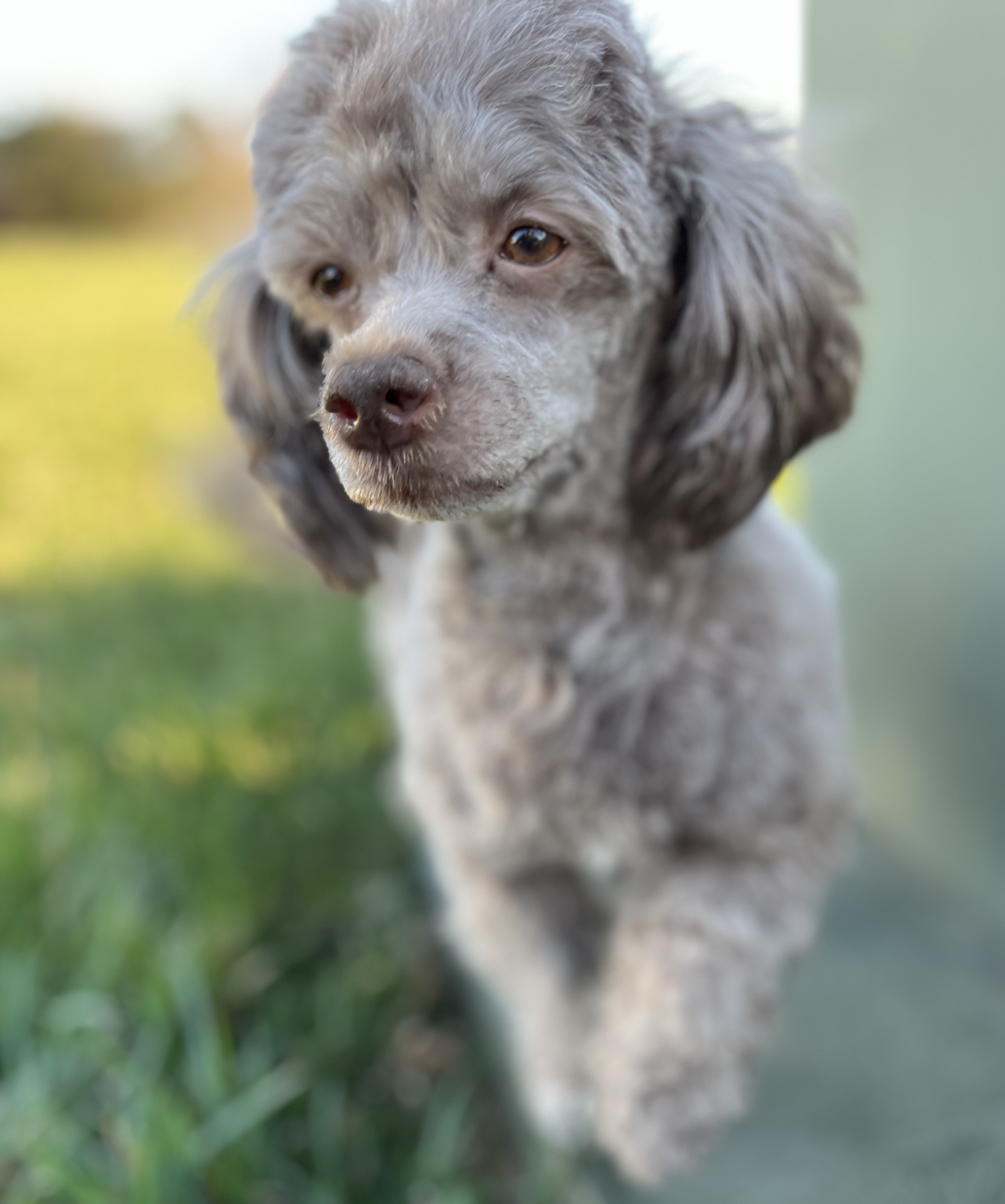 Enlarge Mr. Sparky Anderson, a Adopted mixed breed image 6/6