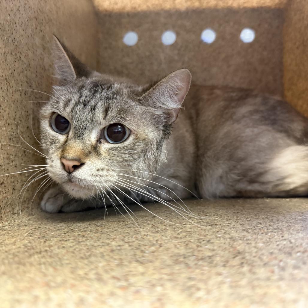 TUSC-Stray-85570_2_3, Adoptable, Senior Female Domestic Medium Hair.